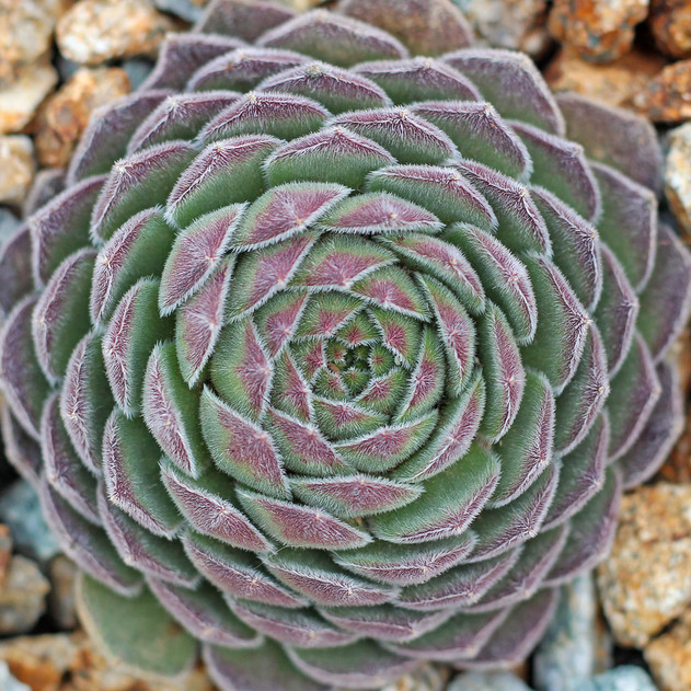 Chick Charms® Sugar Shimmer™ (Outdoors) - Winter