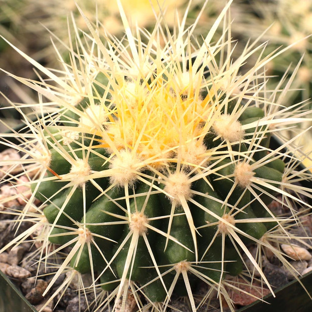Echinocactus grusonii - Golden Barrel Cactus [large]