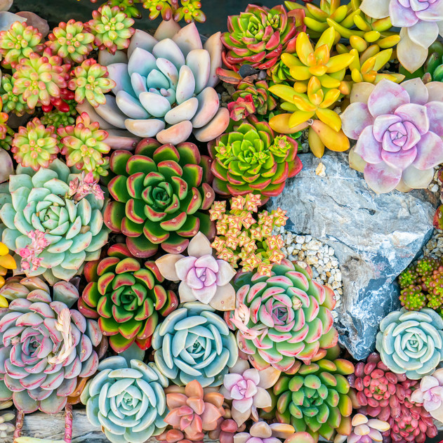 Ultimate Variety Succulents Pack (25-50 Varieties, 2" Pots) - Example Planting