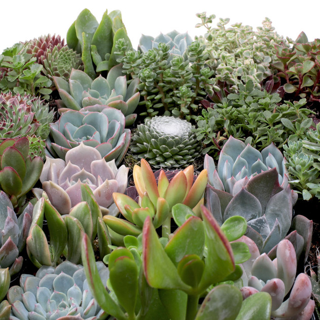 Ultimate Variety Succulents Pack (25-50 Varieties, 2" Pots) - Detail