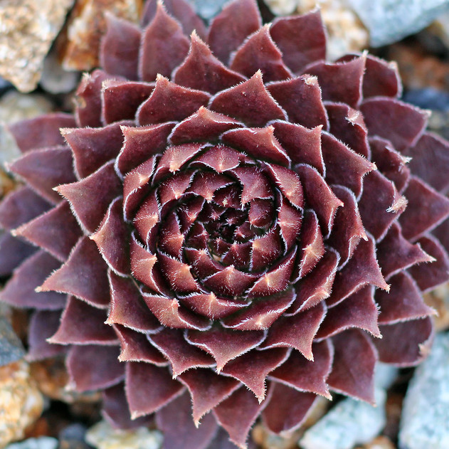 Sempervivum 'Bronze Pastel' (Outdoors) - February
