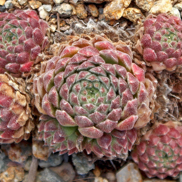 Sempervivum 'Wendy' (Outdoors) - November
