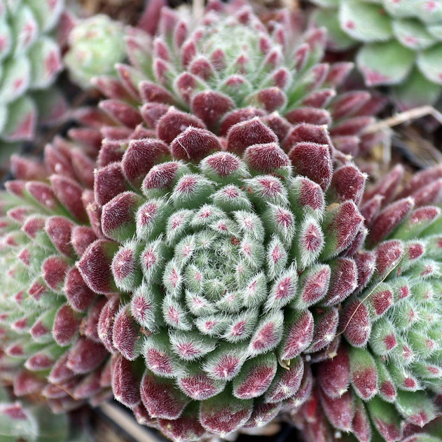 Sempervivum 'Wendy' - April