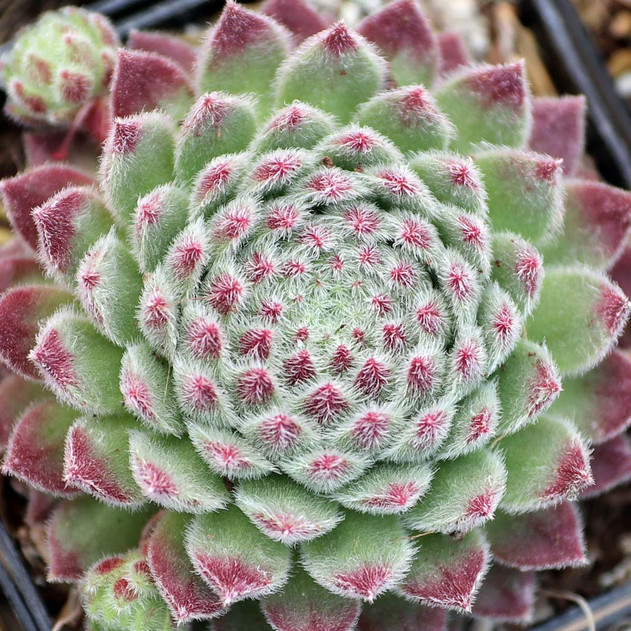 Sempervivum 'Wendy' - April