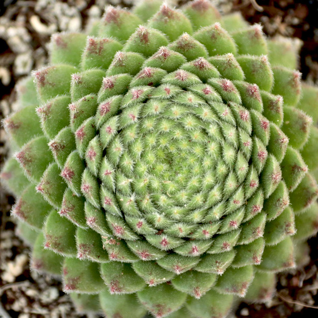 Sempervivum 'Wendy'