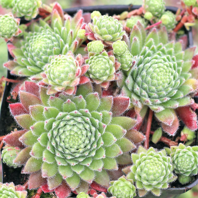 Sempervivum 'Wendy' (Mature) - May