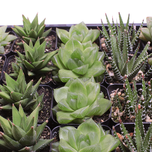 Haworthia Bulk 25-Pack (5 Varieties, 2" Pots) - Detail
