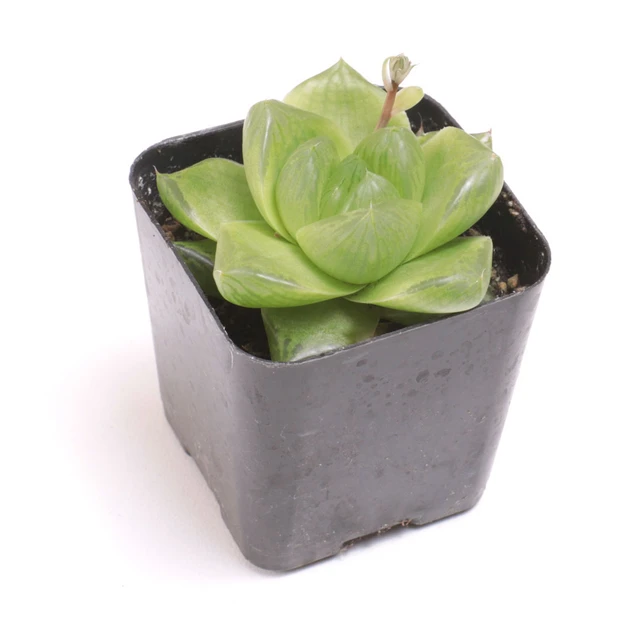 Haworthia Bulk 25-Pack (5 Varieties, 2" Pots) - Single Pot