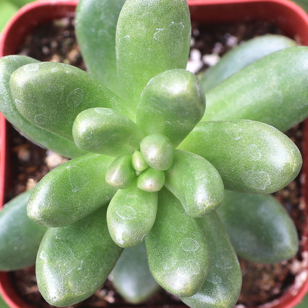 Cremnosedum 'Crocodile' - August