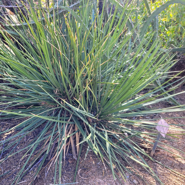Agave striata ssp. striata (Mature)