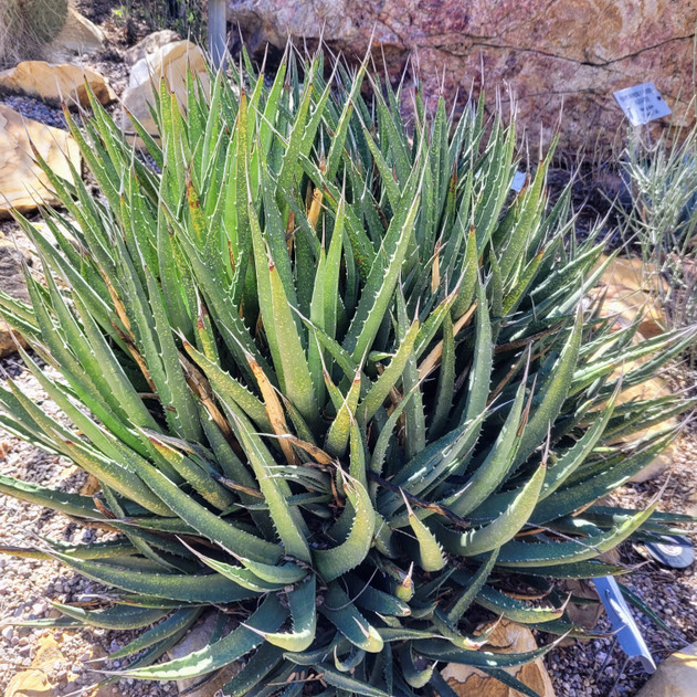 Agave utahensis ssp. utahensis (Mature)