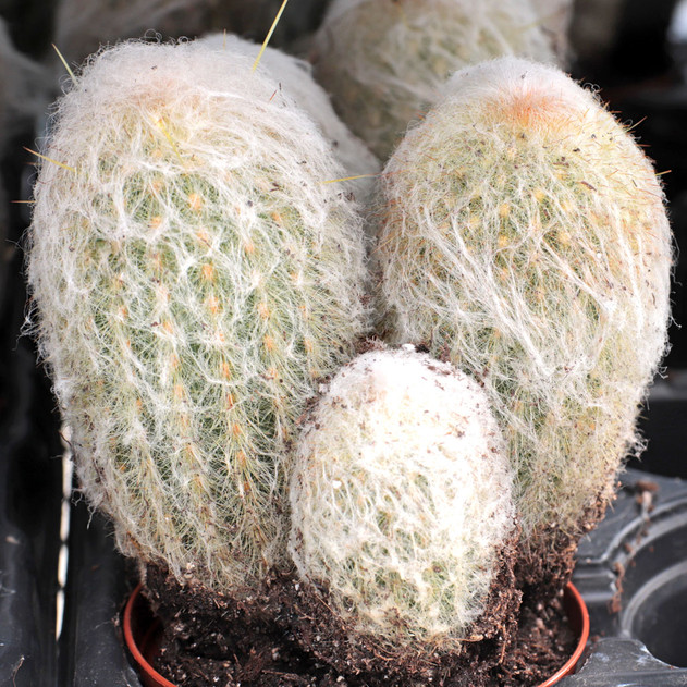 Espostoa melanostele - Peruvian Old Lady