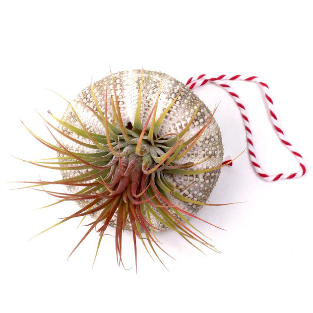 Urchin Shell and Air Plant