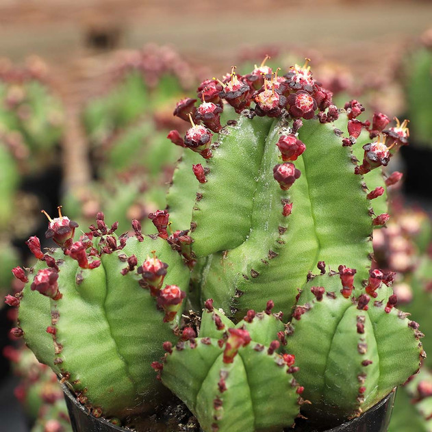 Euphorbia anoplia - Tanzanian Zipper Plant - March