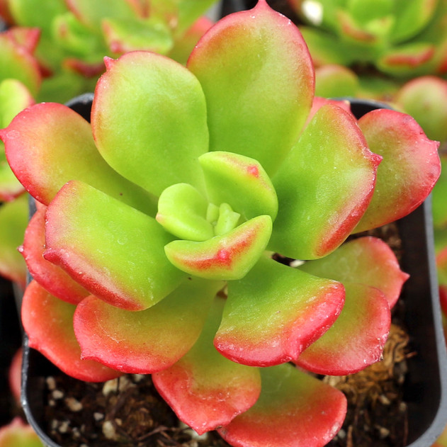 Echeveria multicaulis - Copper Rose - August