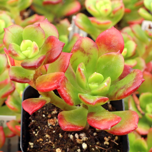 Echeveria multicaulis - Copper Rose - August