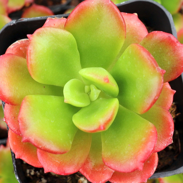 Echeveria multicaulis - Copper Rose - August