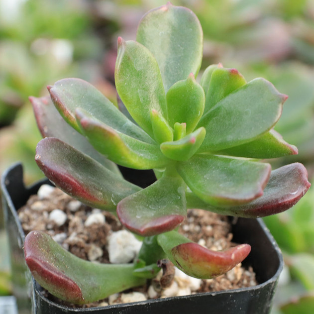 Echeveria multicaulis - Copper Rose