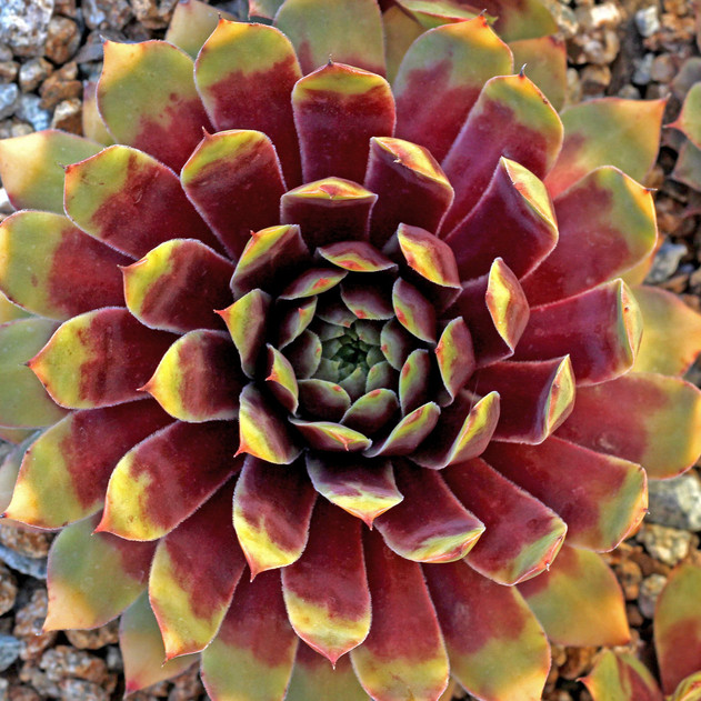 Chick Charms® Gold Nugget™ (Outdoors) - May