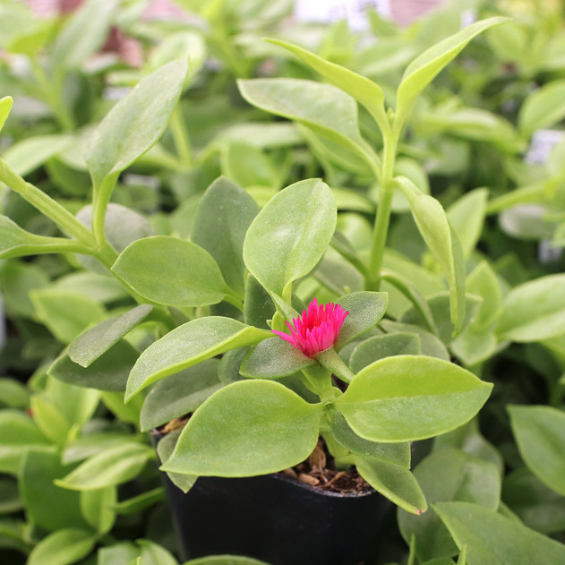 Mesembryanthemum cordifolium 'Red Apple' - November