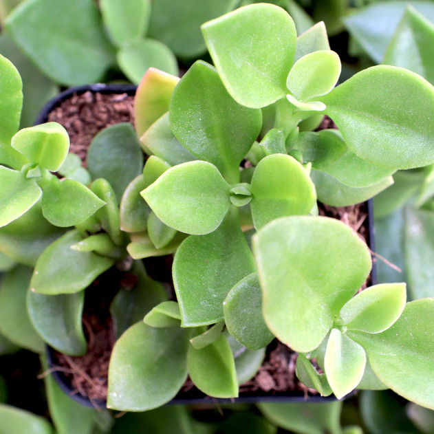 Mesembryanthemum cordifolium 'Red Apple' - Top View