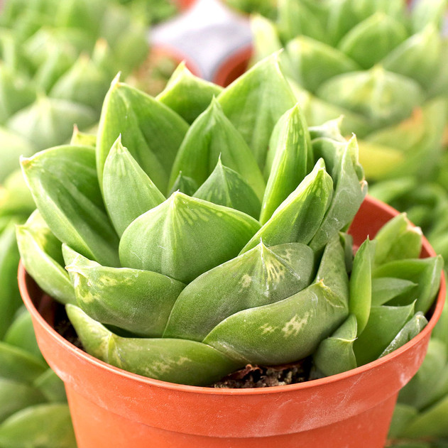 Haworthia cymbiformis f. planifolia [large] - November