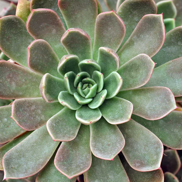 Echeveria 'Mira' [large]