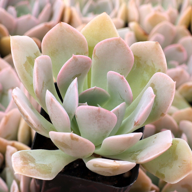 Echeveria 'Holy Gate' - August