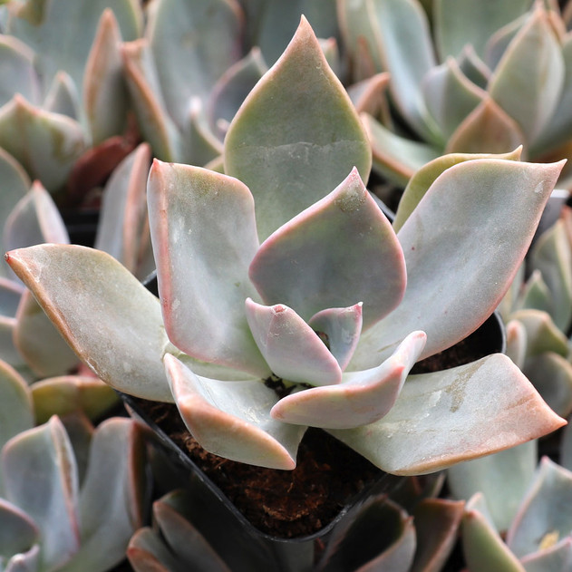 Graptoveria 'Douglas Huth' - May
