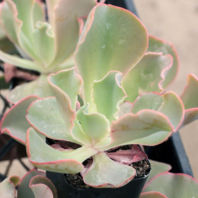 Echeveria 'Giant Blue' - Tall Foliage
