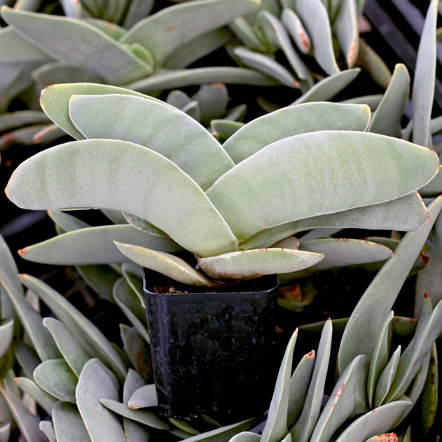 Crassula perfoliata ssp. falcata - Propeller Plant - Winter