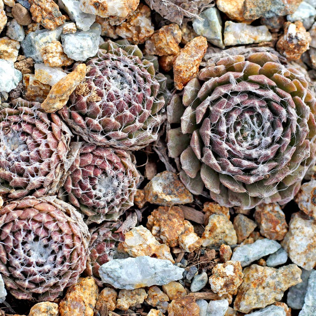 Sempervivum arachnoideum 'Cebenese' (Outdoors) - February
