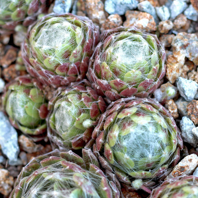 Sempervivum arachnoideum 'Cebenese' (Outdoors) - May