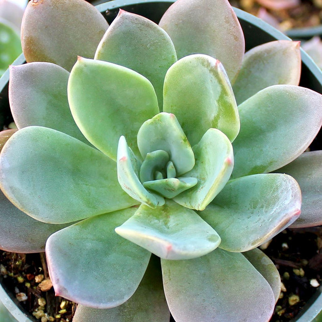 Echeveria 'Blue Prince'