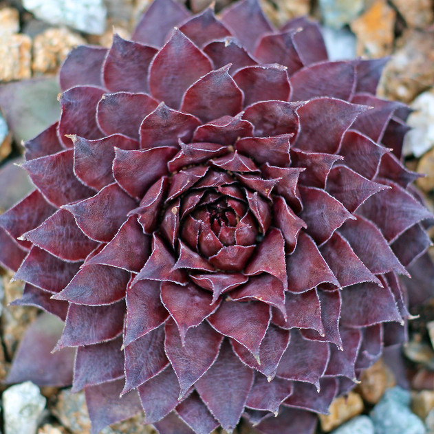 Sempervivum 'Amanda' (Outdoors) - February