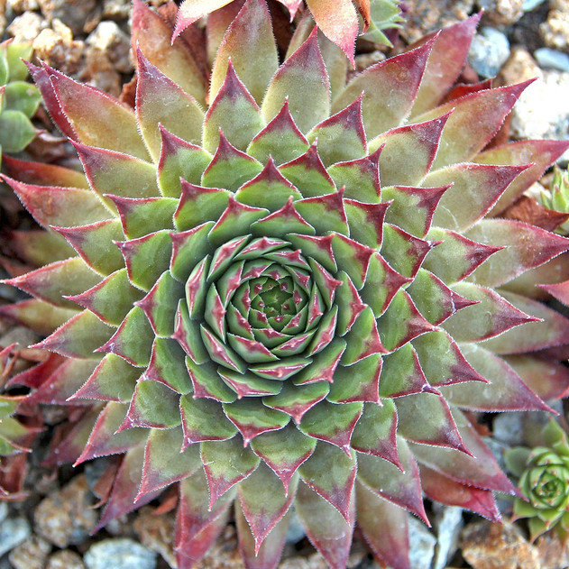 Sempervivum 'Amanda' (Outdoors) - August