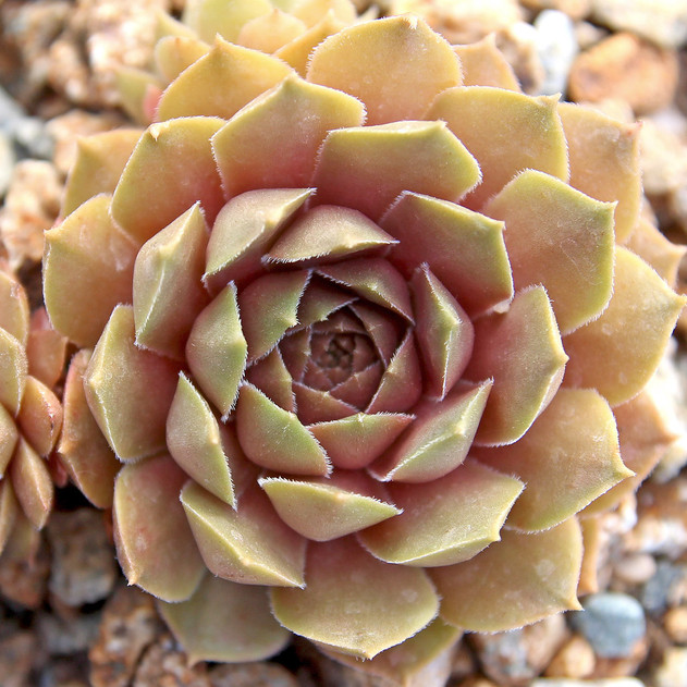 Sempervivum marmoreum 'Brunneifolium' (Outdoors) - August
