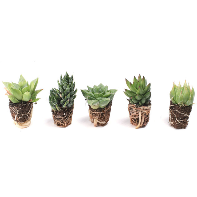 Individual Succulent Plug - Haworthia - Examples