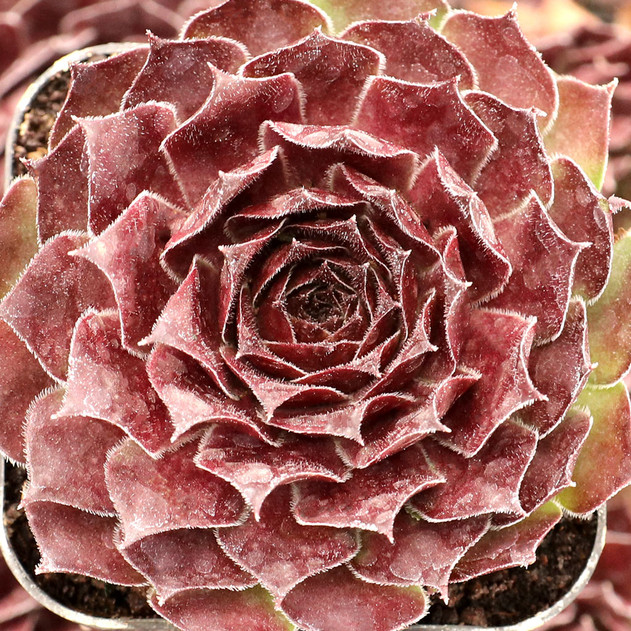 Sempervivum 'Honigmond' - January