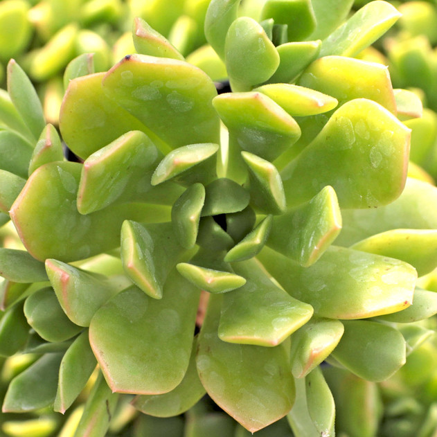 Aeonium 'Green Crush'