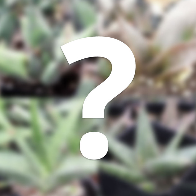 Mystery Gasteria