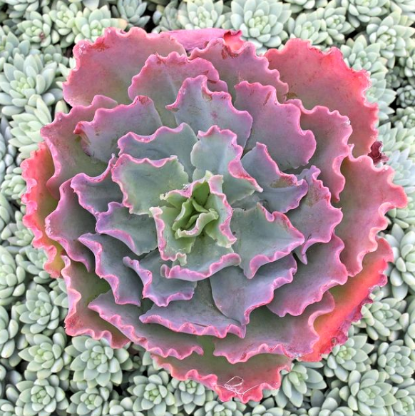 Echeveria 'Crinoline Ruffles' (Mature)