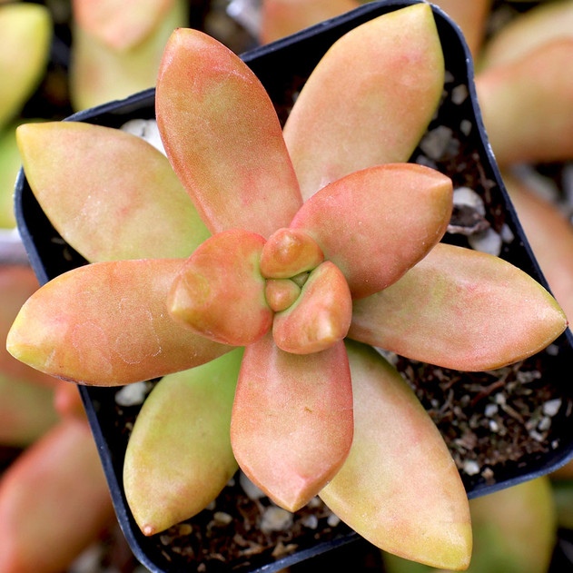 Sedum nussbaumerianum 'Orange Delight' - Mountain Crest Gardens