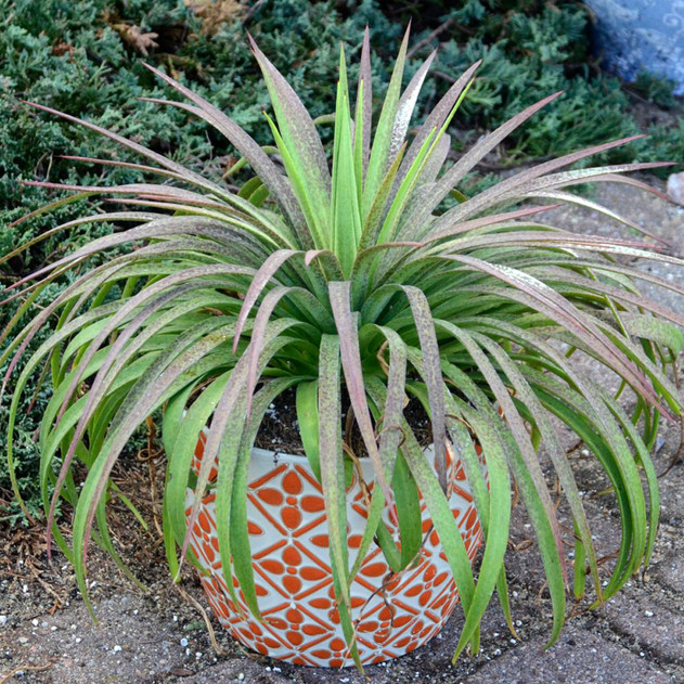 Mangave 'Bad Hair Day' PPAF - Mature Alternate