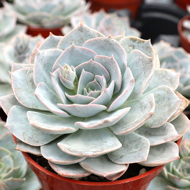 Echeveria 'Morning Beauty' [large] - May