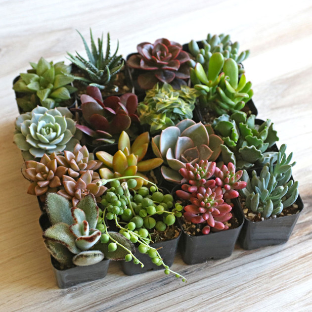 Succulent Sampler Gift Box (9-16 Varieties, 2" Pots)