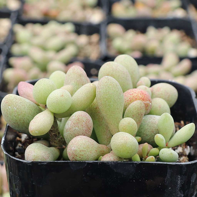 Tylecodon schaeferianus - Fairy Tale Plant - May