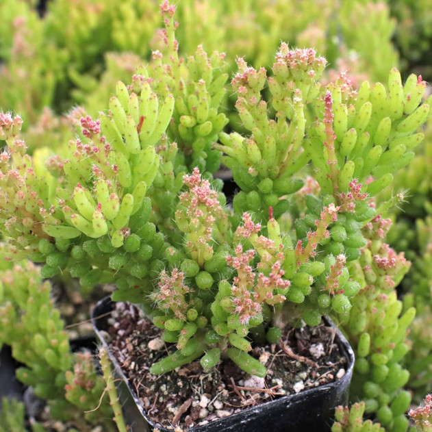 Rhipsalis mesembryanthemoides