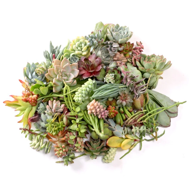 Succulent Cuttings Assorted Pack - Alt Plants