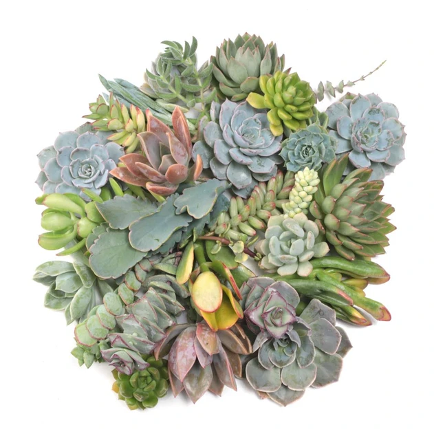 Succulent Cuttings Assorted 30-Pack